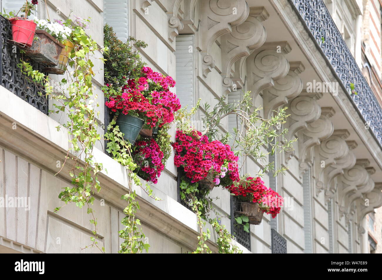 Flower pot window box Paris France Stock Photo Alamy