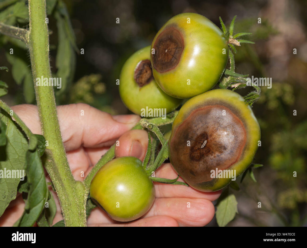 Tomatos late blight ,caused by Phytophthora infestans Stock Photo