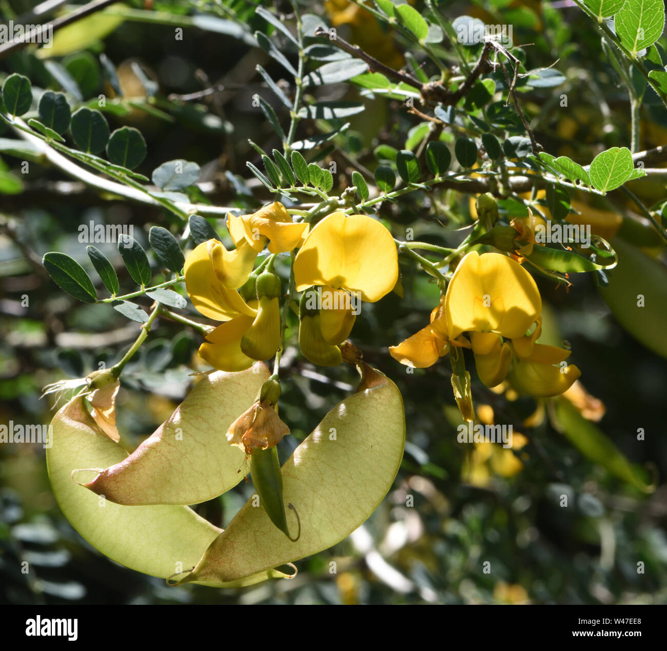 Yellow pea-like flowers and unripe pods, bladders of common bladder senna (Colutea arborescens, Colutea brevialata). Bedgebury Forest, Kent, UK. Stock Photo