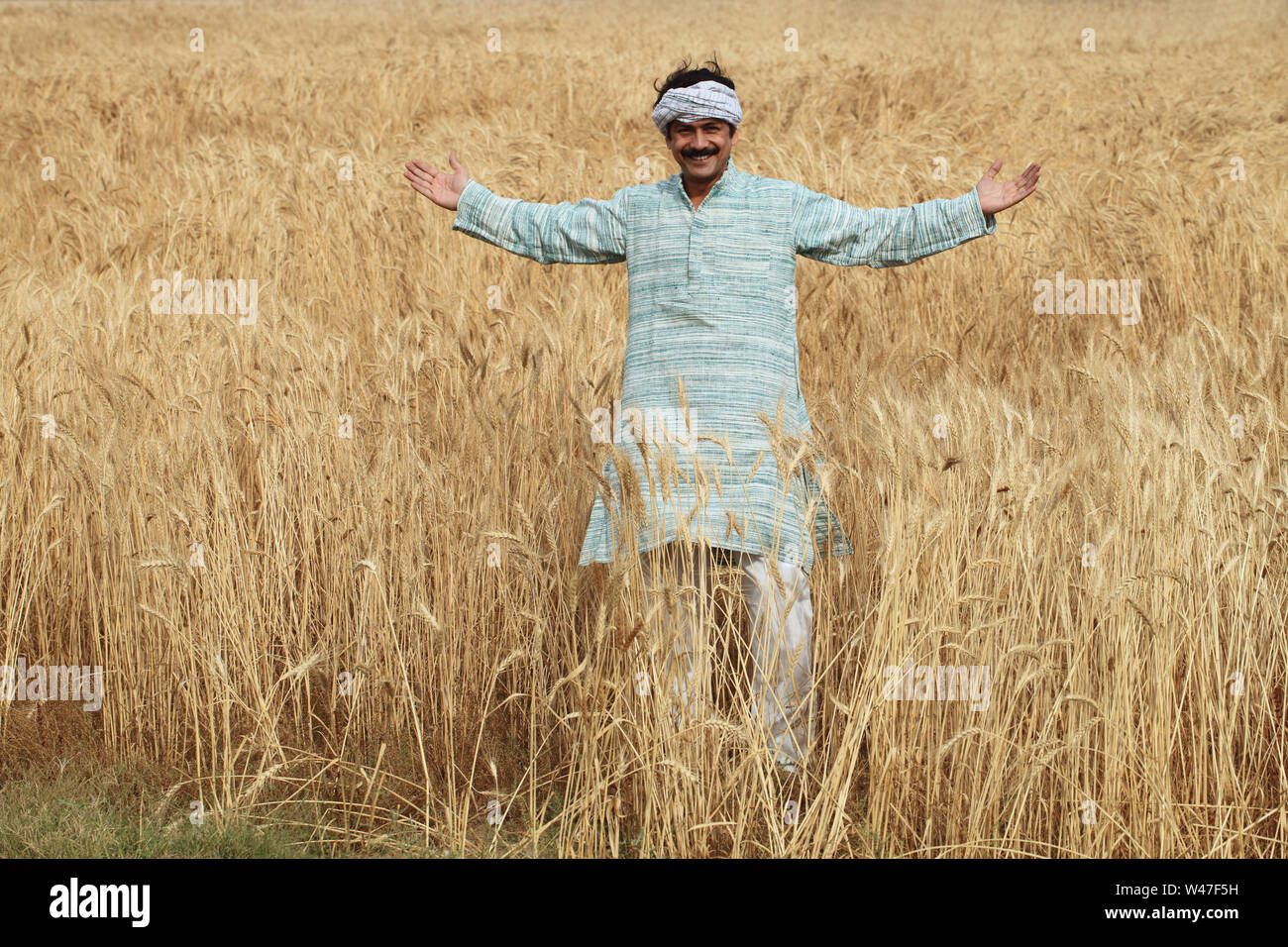 Indian farmer wheat field hi-res stock photography and images - Alamy