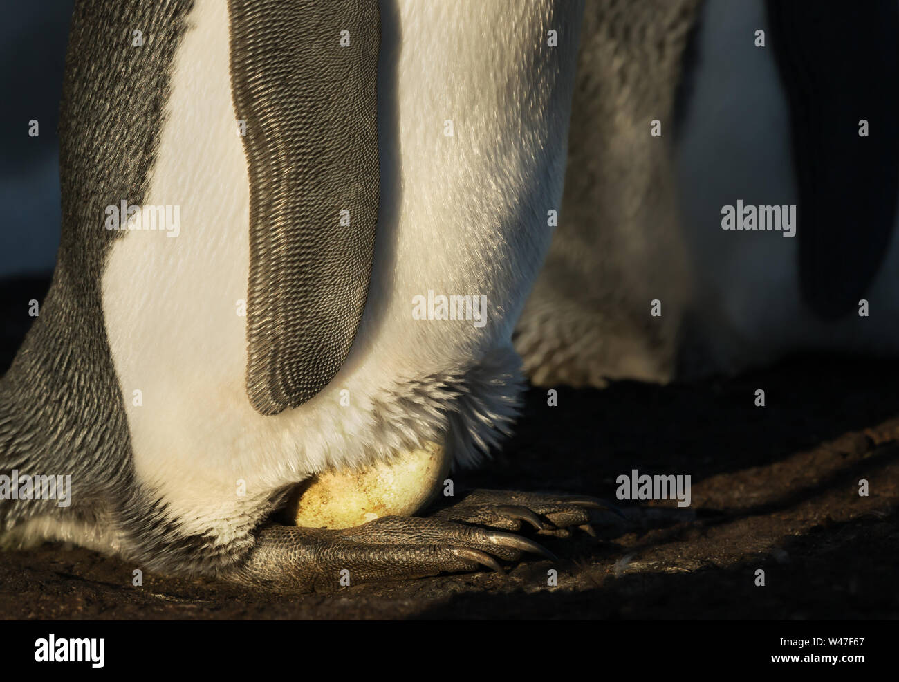 King penguin with an egg on feet waiting for it to hatch, Falkland Islands. Stock Photo