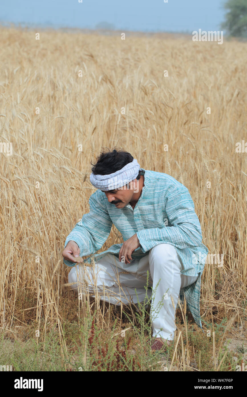 Indian man in a wheat field hi-res stock photography and images - Alamy