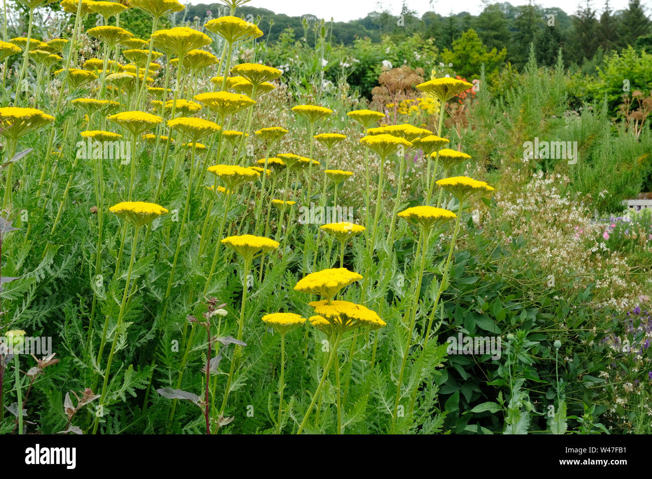 Close-up of flowering Achillea or Yarrow in an English herbaceous border - John Gollop Stock Photo