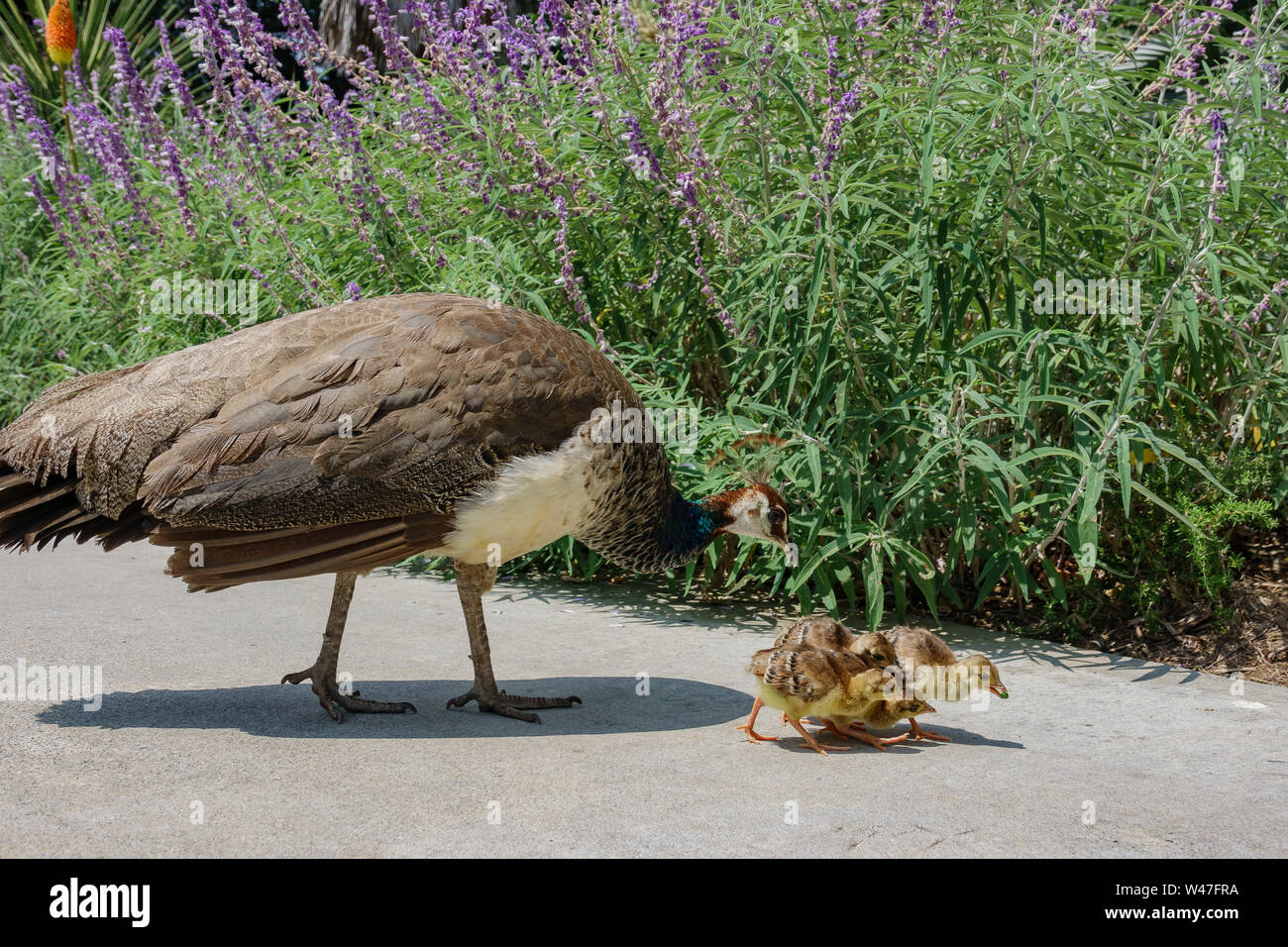 Female Peacock walking around with her babies at Los Angeles, California Stock Photo