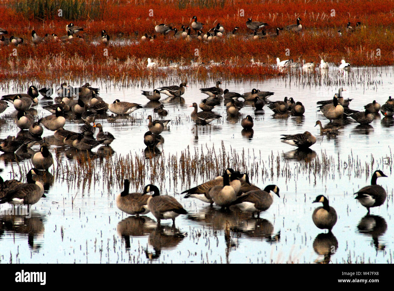 Hundreds of Canadian Geese beautifully reflected, during Winter