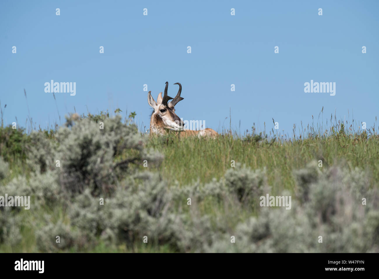 Pronghorn Buck in Yellowstone Stock Photo