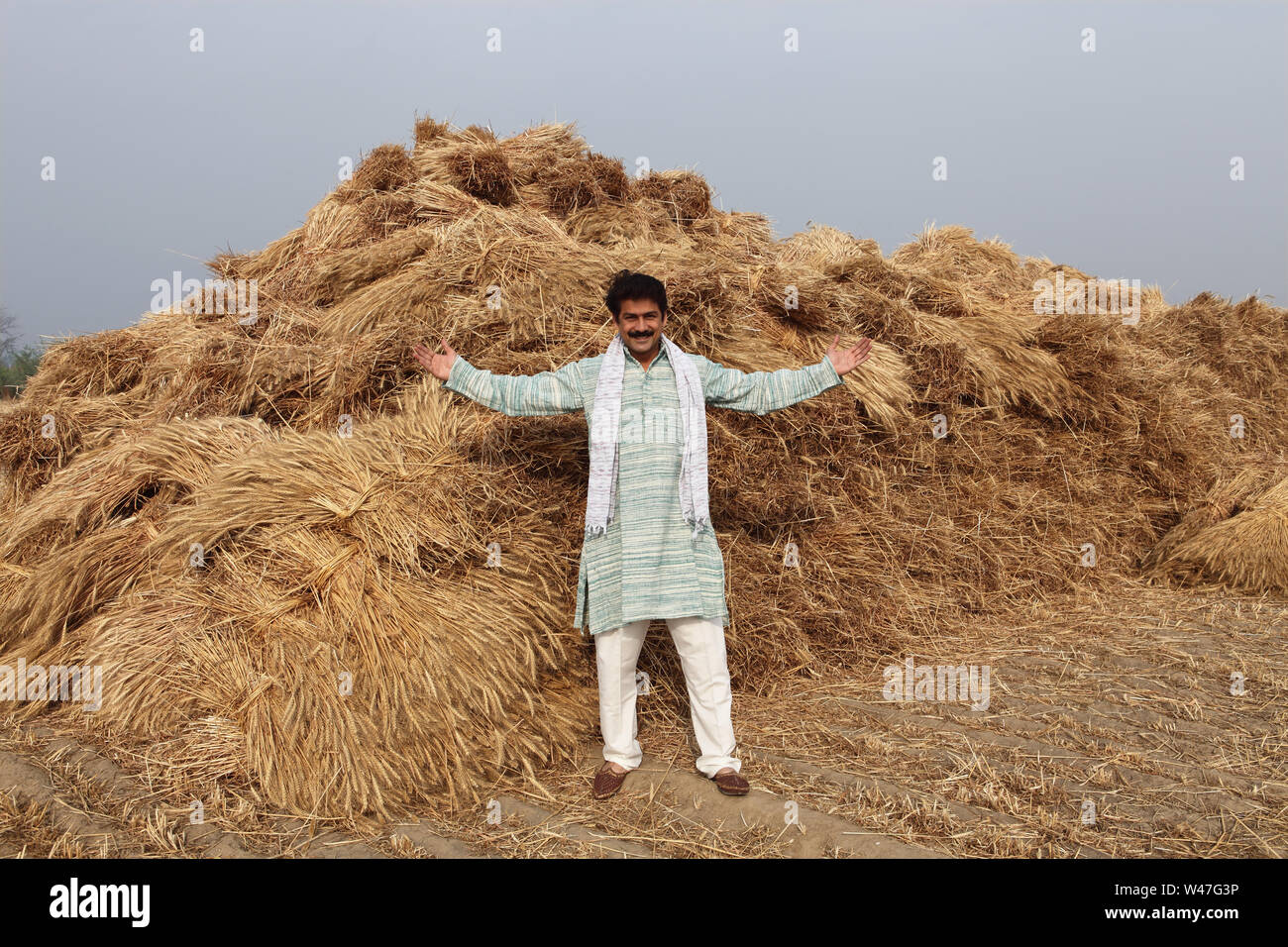 Farmer showing his harvested crop in a field Stock Photo - Alamy