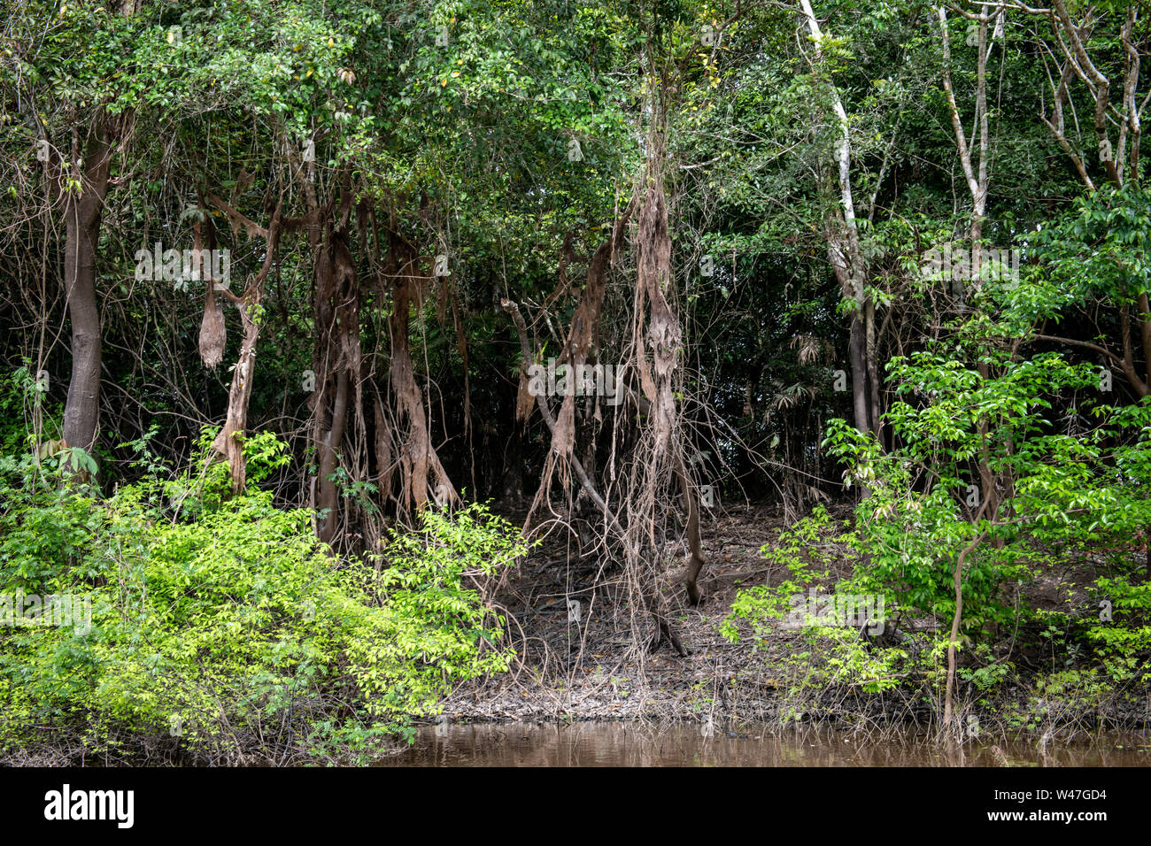 Dense Vegetation and Ground Cover Define the Equatorial Jungle on the