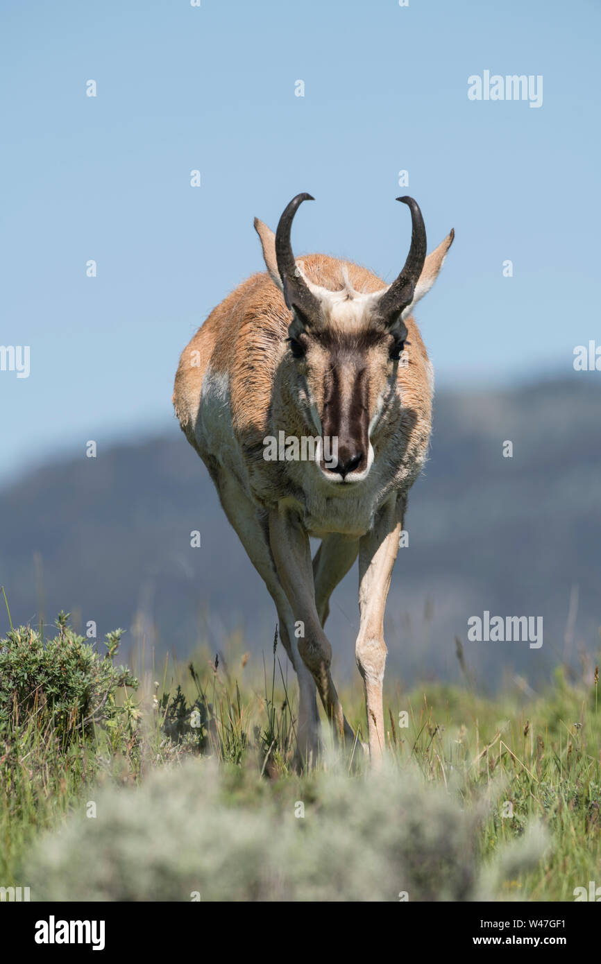 Pronghorn Buck in Yellowstone Stock Photo