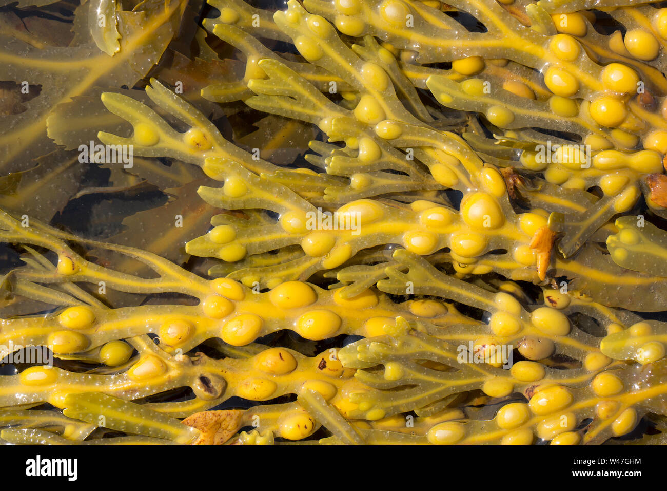 Bladder Wrack seaweed, Fucus vesiculosus, growing in Portland Harbour in Dorset close to the shoreline. Photographed at low water. Dorset England UK G Stock Photo