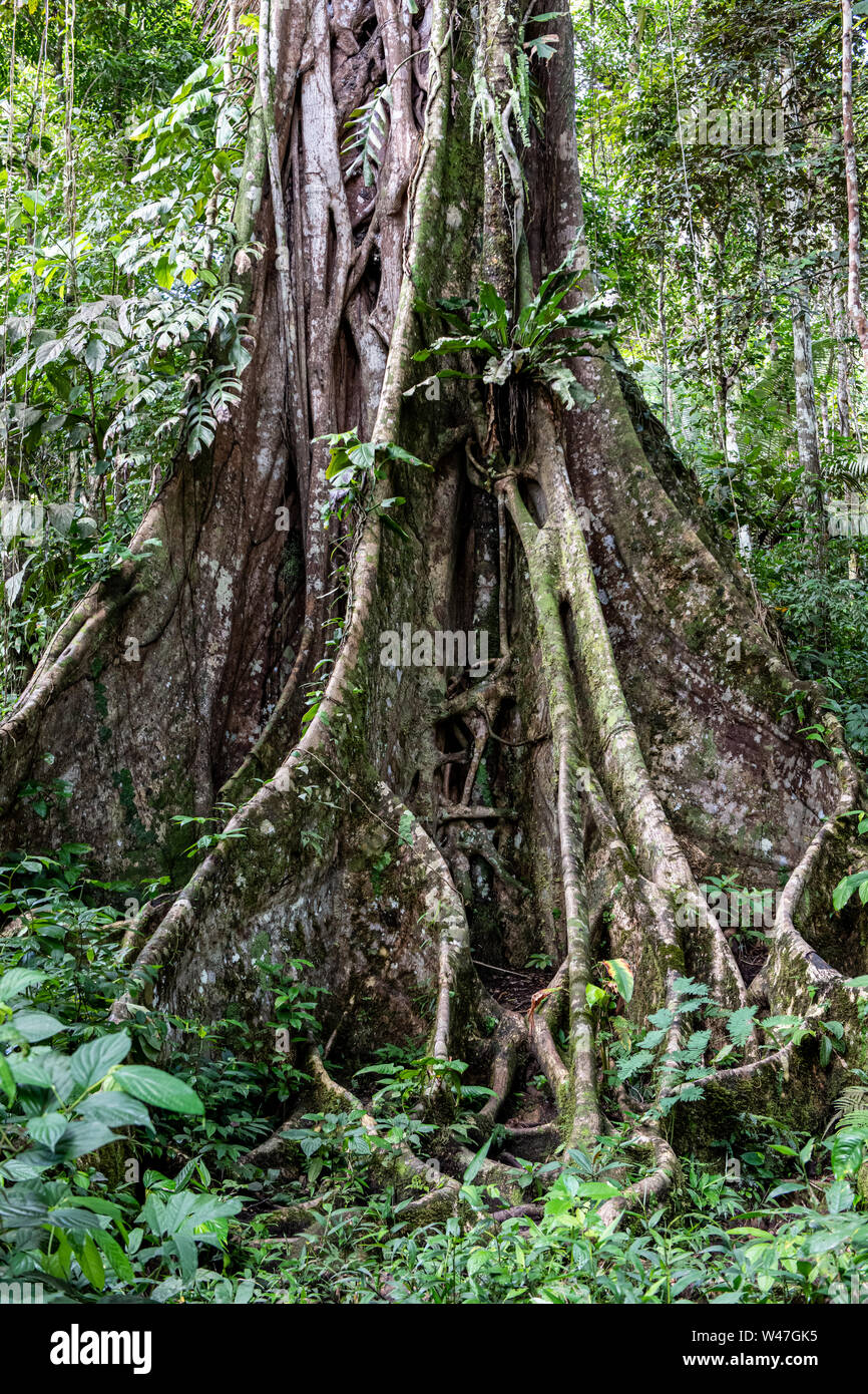 Dense Vegetation and Ground Cover Define the Equatorial Jungle on the