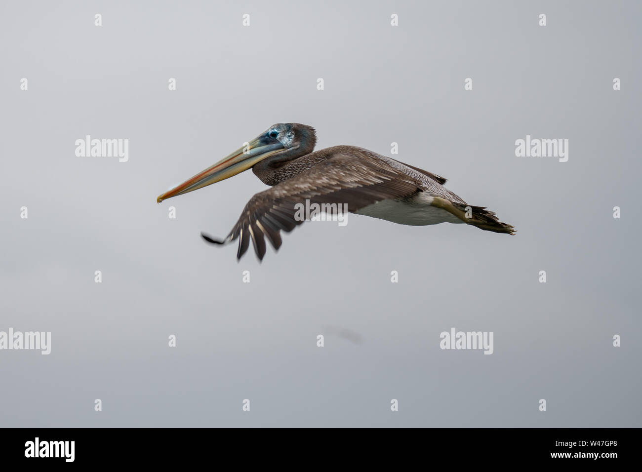 Peruvian Pelican (Pelecanus thagus) in Flight in the Ballestas Islands, Peru Stock Photo