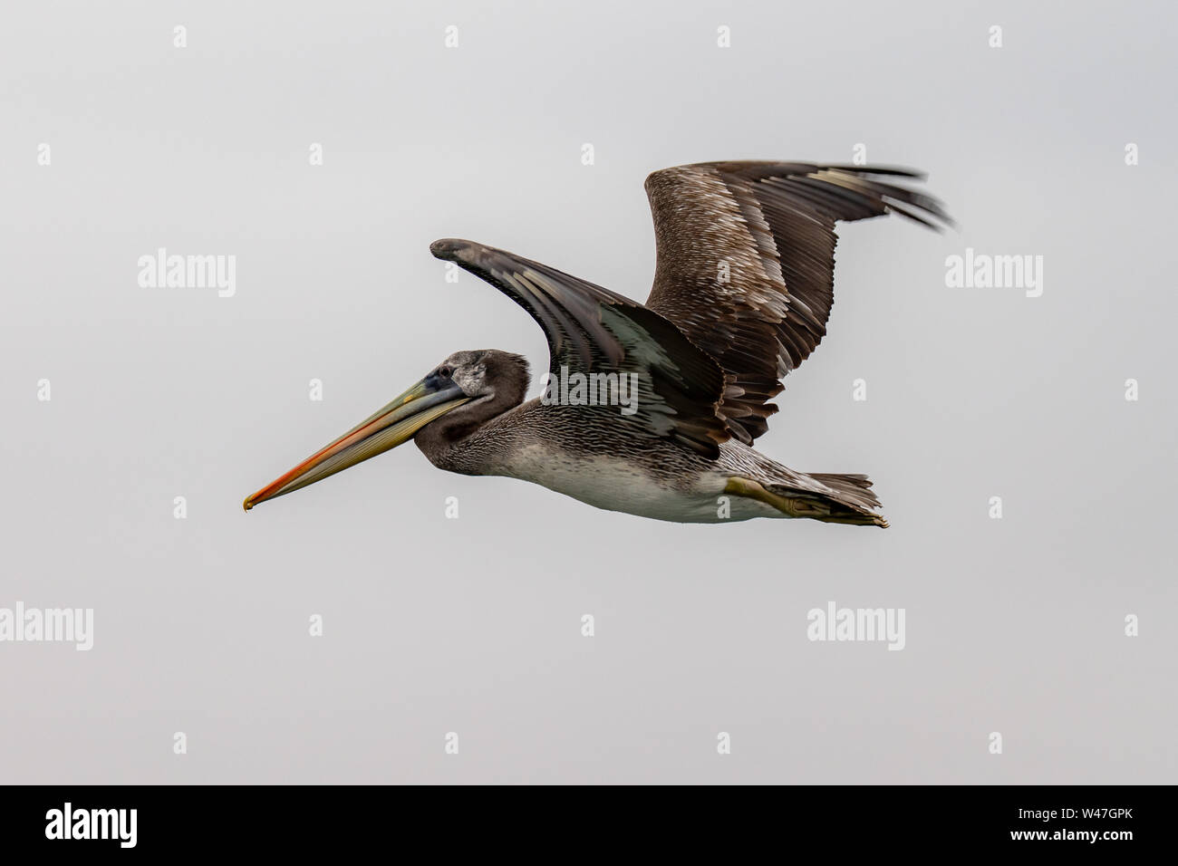 Peruvian Pelican (Pelecanus thagus) in Flight in the Ballestas Islands, Peru Stock Photo