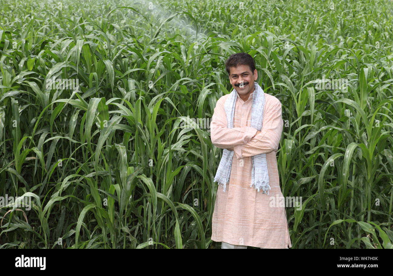 Farmer standing in a corn field Stock Photo - Alamy