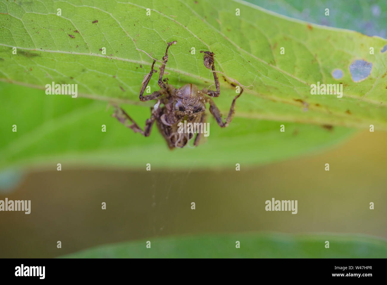 Spider hang upside down on a leaf at Los Angeles, California Stock Photo