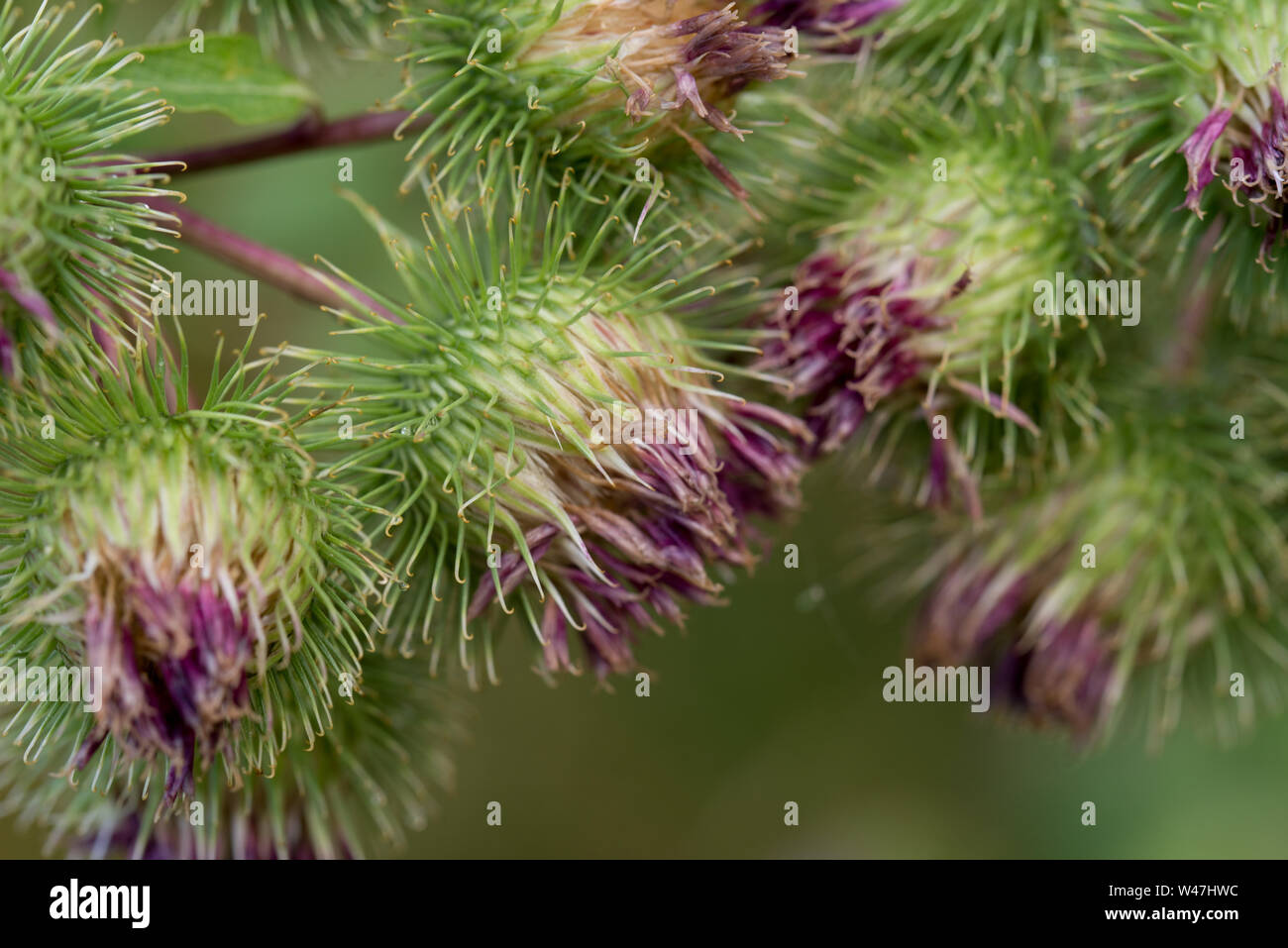 arctium, burdock flowers closeup selctive focus Stock Photo
