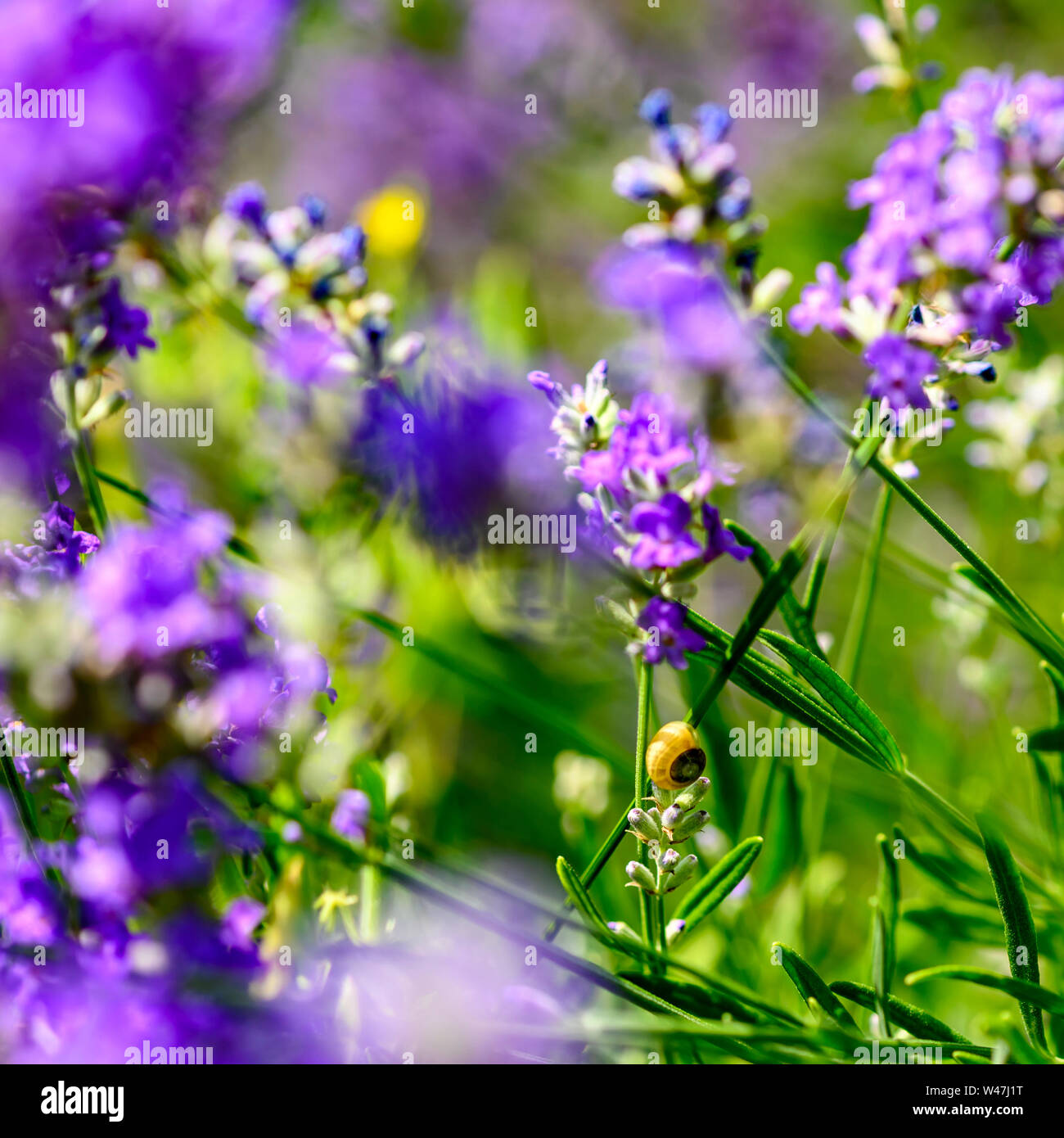 Small snail (Gastropoda) on lavender (Lavandula angustifolia) at a wild herb meadow. Stock Photo