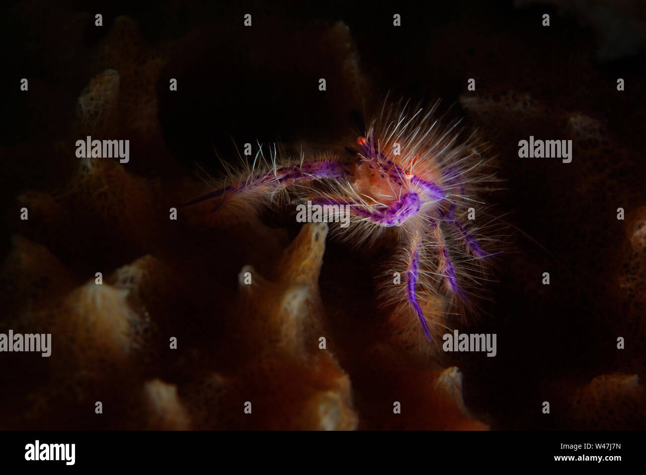 Hairy pink squat lobster hi-res stock photography and images - Alamy