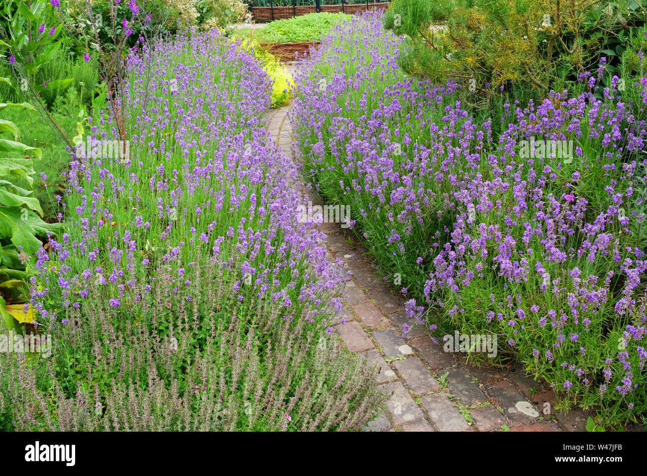 A small garden path lined on both sides by flowering lavender, Rosemoor, Devon, UK - John Gollop Stock Photo