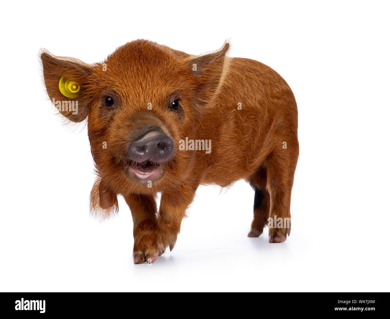 Adorable ginger Kunekune piglet, walking side ways. Looking curious with open mouth towards camera. Isolated on white background. Stock Photo