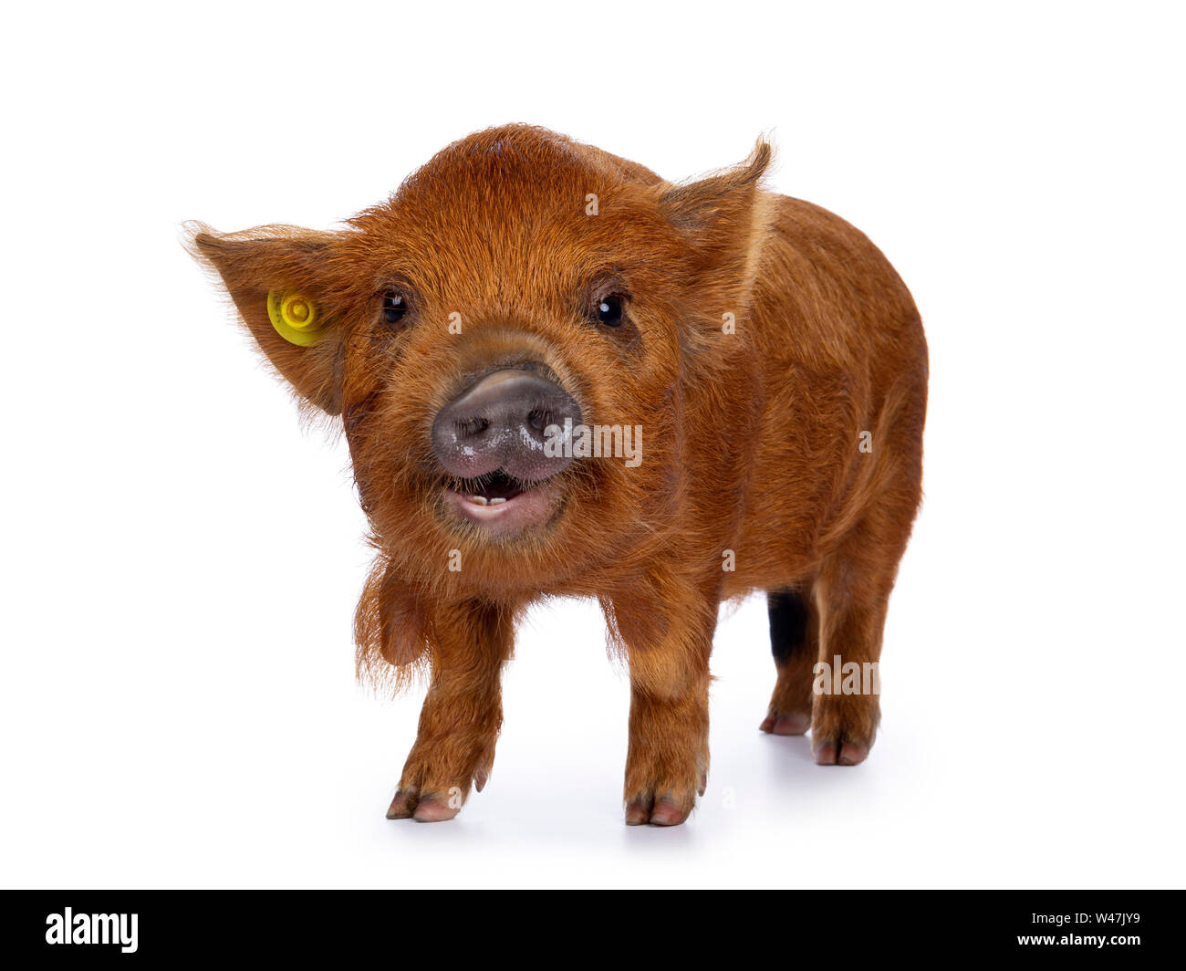 Adorable ginger Kunekune piglet, standing side ways. Looking curious with open mouth towards camera. Isolated on white background. Stock Photo