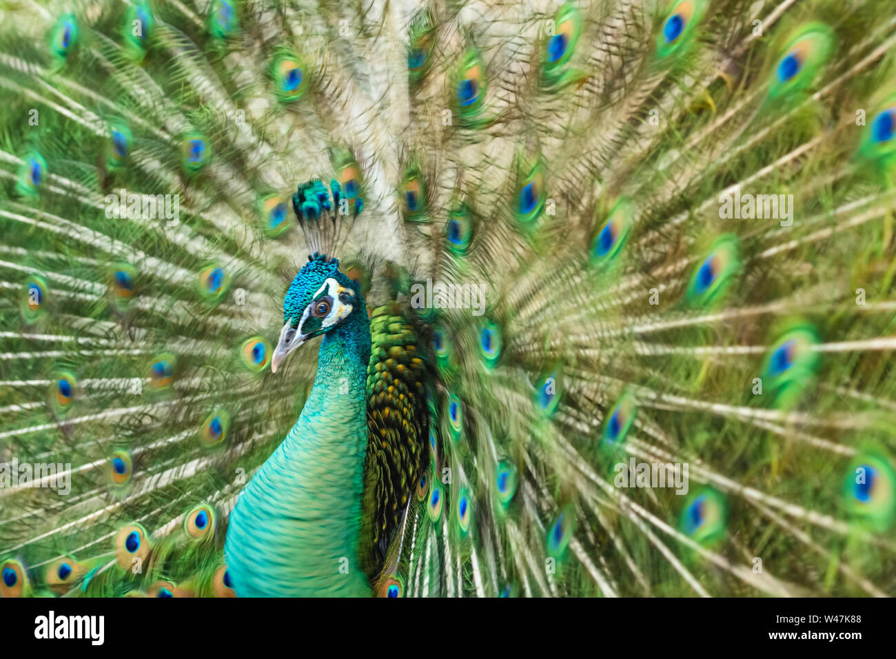 Close up male peacock with fully unfolded feathers of his tail. Male Peacock rattles his plumage during courtship. Blured motion photo Stock Photo
