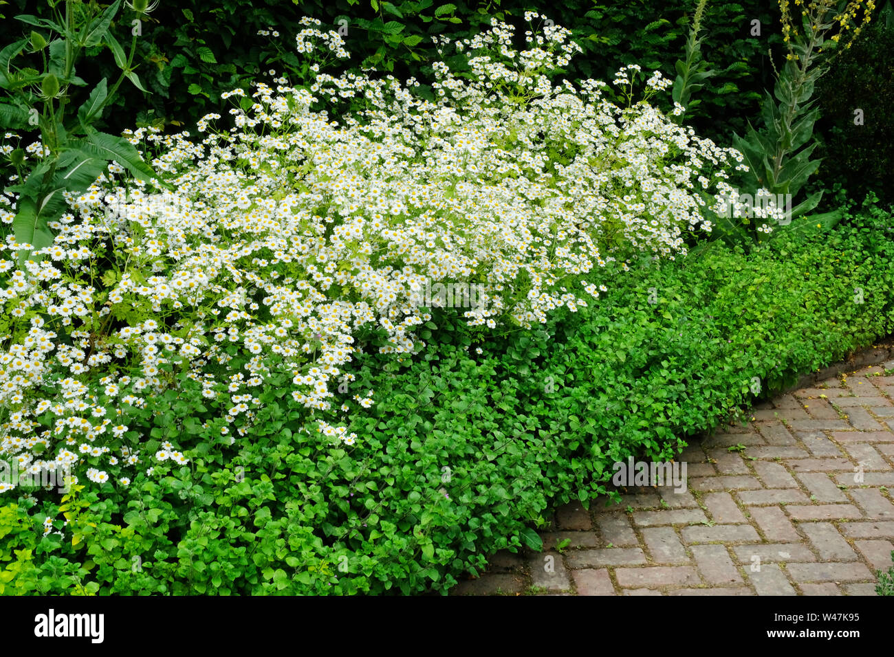 Flowering feverfew edging an ornamental brick path - John Gollop Stock Photo