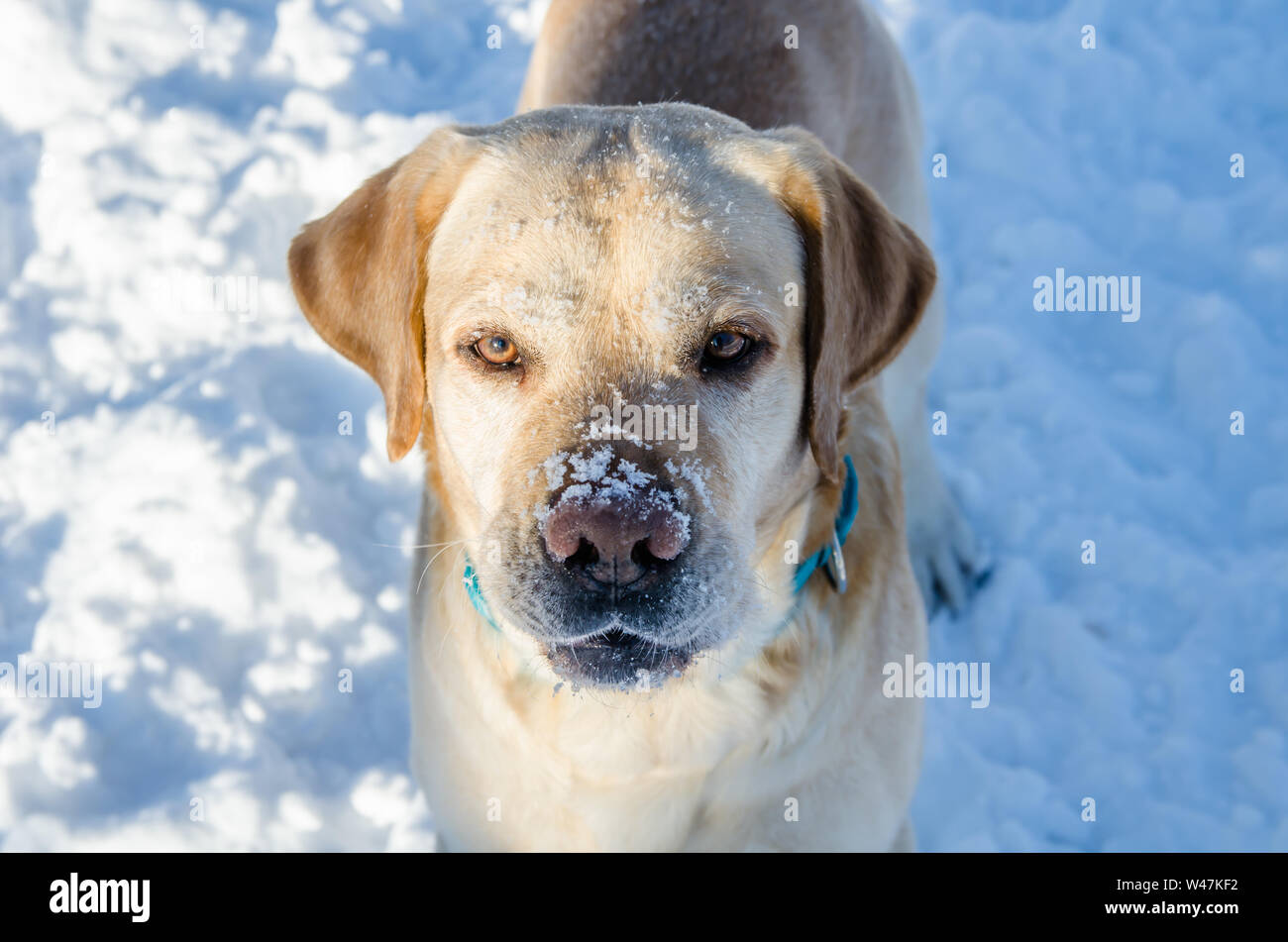 cute Labrador Retriever with snow on his nose looks serious Stock Photo