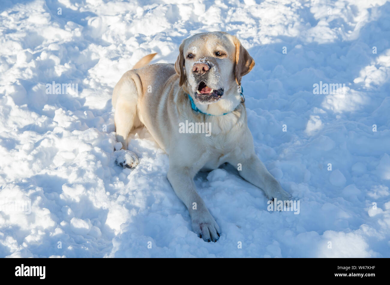 Labrador Retriever in the snow Stock Photo