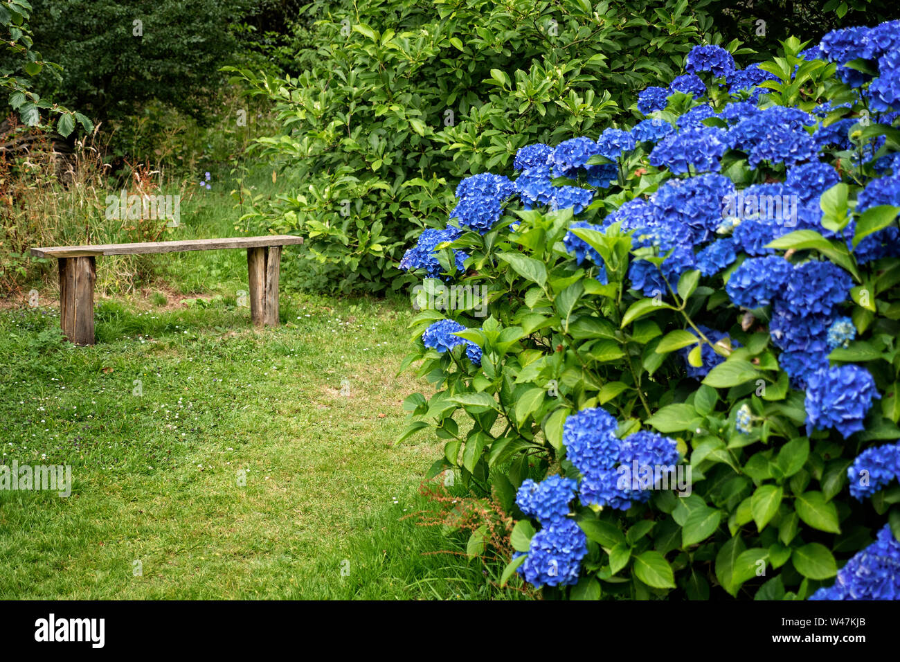 Bench in English country garden. Stock Photo