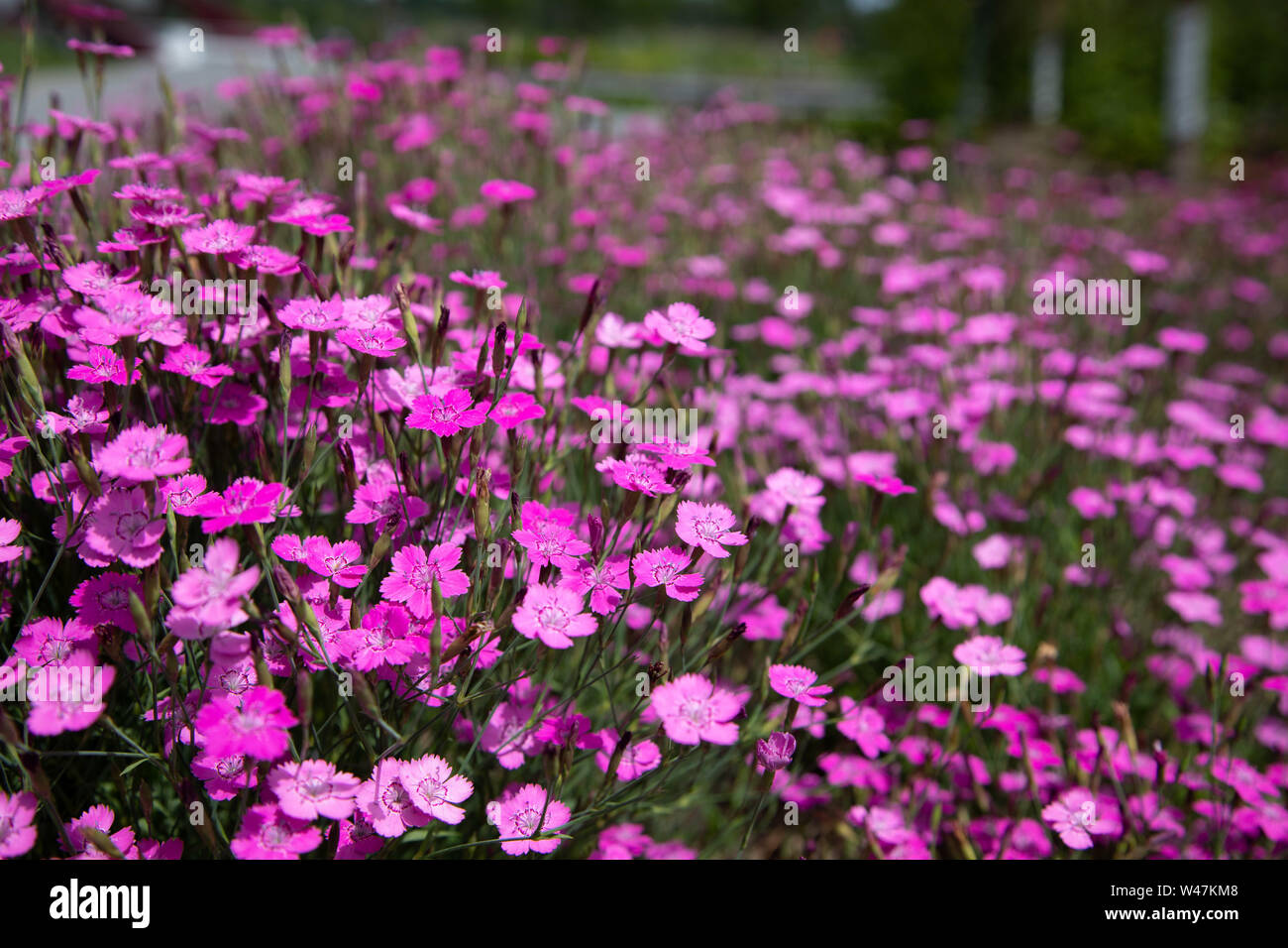 Dianthus deltoides (maiden pink) growing a bordergarden and is a garden ornamental plant Stock Photo
