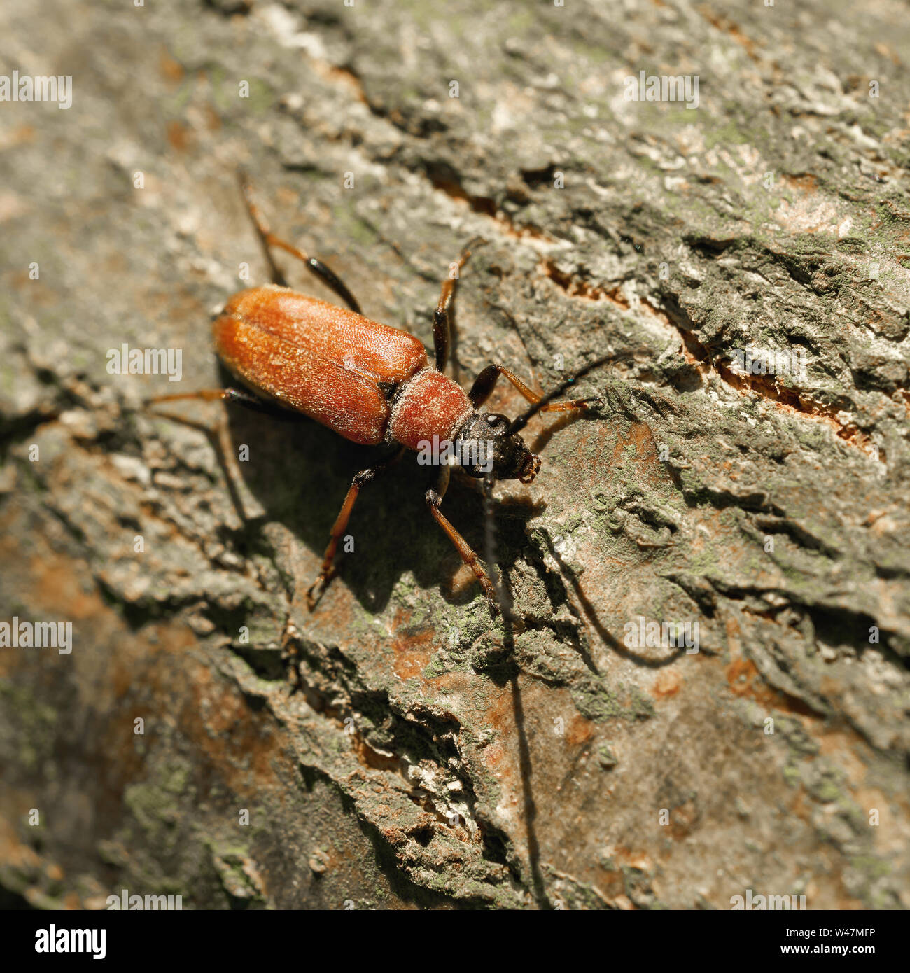 Red-brown Longhorn Beetle (Stictoleptura rubra) on a tree trunk in the forest in summer Stock Photo