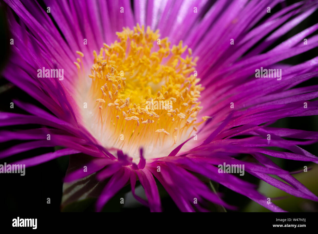 A close-up of a pigface flower Stock Photo