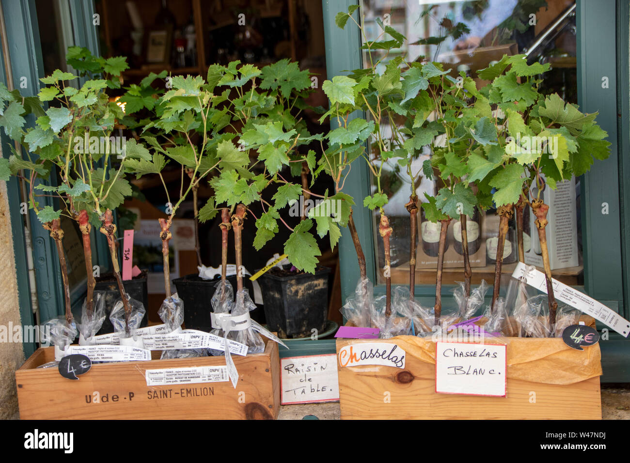 AT SAINT EMILION ON 08/26/2017 Small potted vine plants for sell