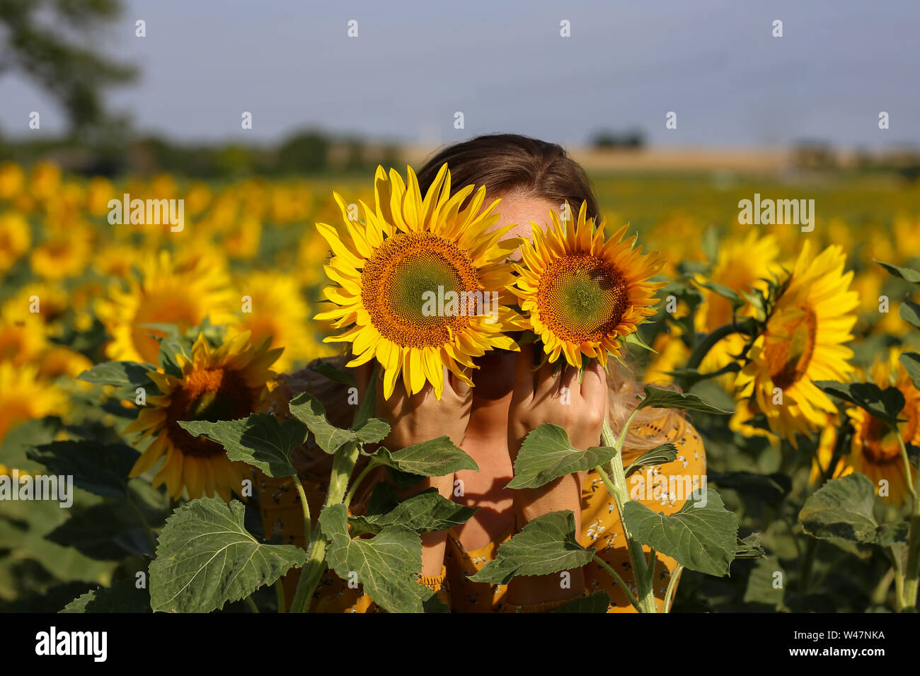 Cute girl in the field full of sunflowers Stock Photo - Alamy