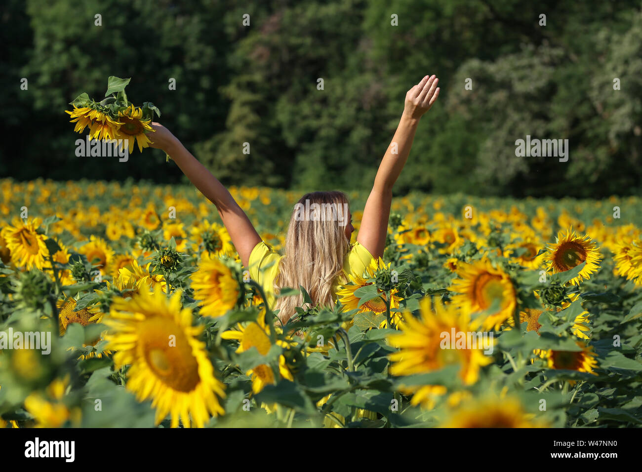 Cute girl in the field full of sunflowers Stock Photo - Alamy