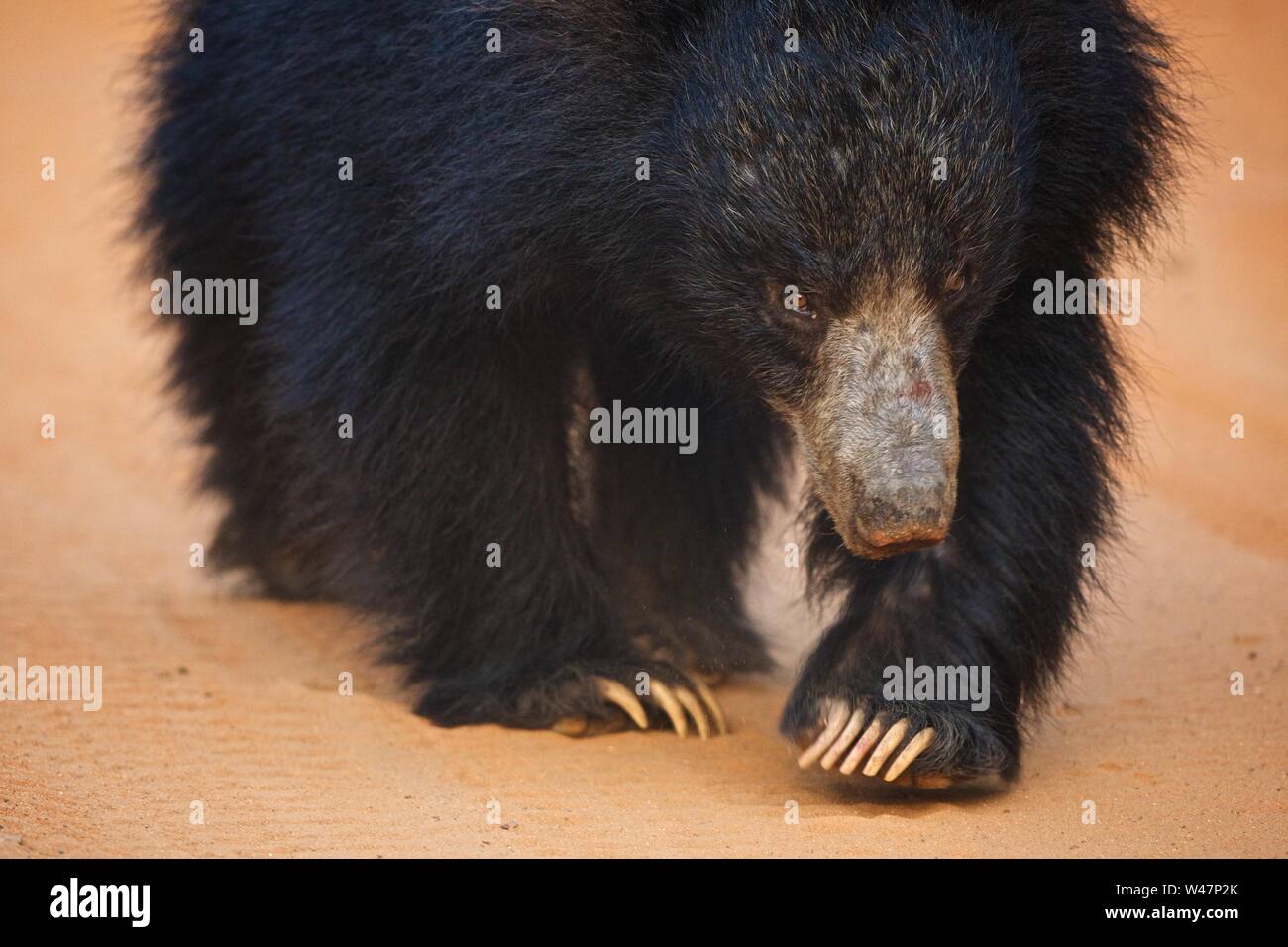 Closeup of Sloth Bear, Yala National Park, Sri Lanka Stock Photo Alamy