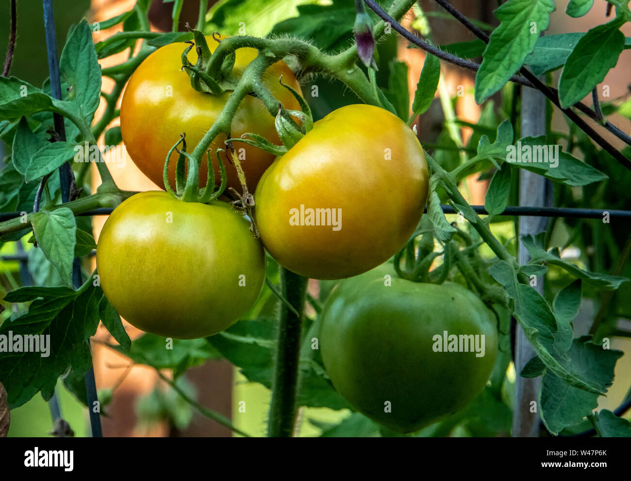 Almost ripe hi-res stock photography and images - Alamy