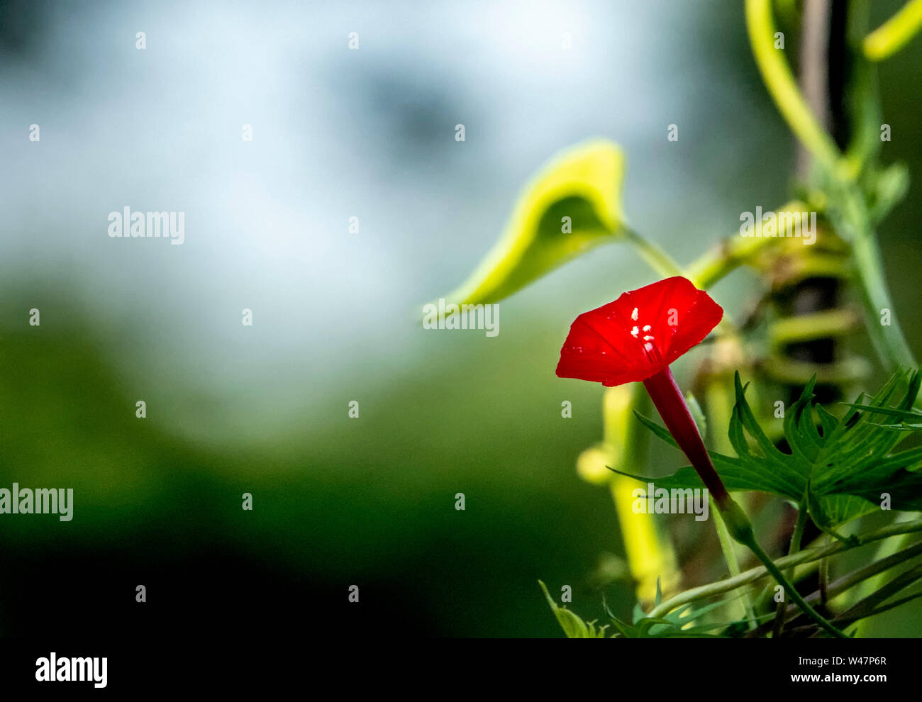 Glowing white Stock Photo