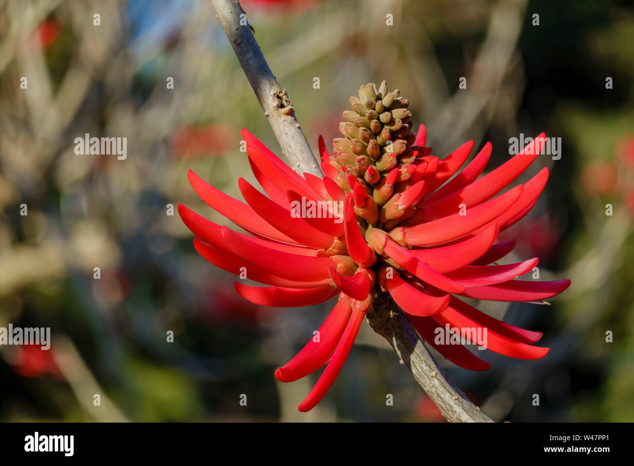 Close up shot of Erythrina flabelliformis blossom at Los Angeles, California Stock Photo