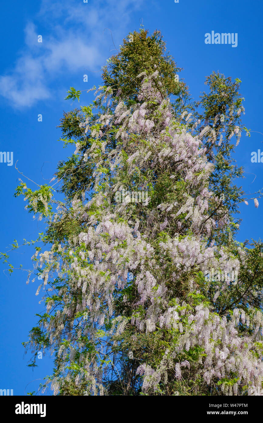 White Wisteria blossom in a park at Los Angeles, California Stock Photo