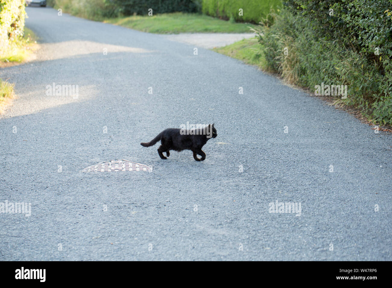 A black cat crossing a country road in North Dorset in the evening. There is a lot of superstition relating to black cats and some see them as symbols Stock Photo