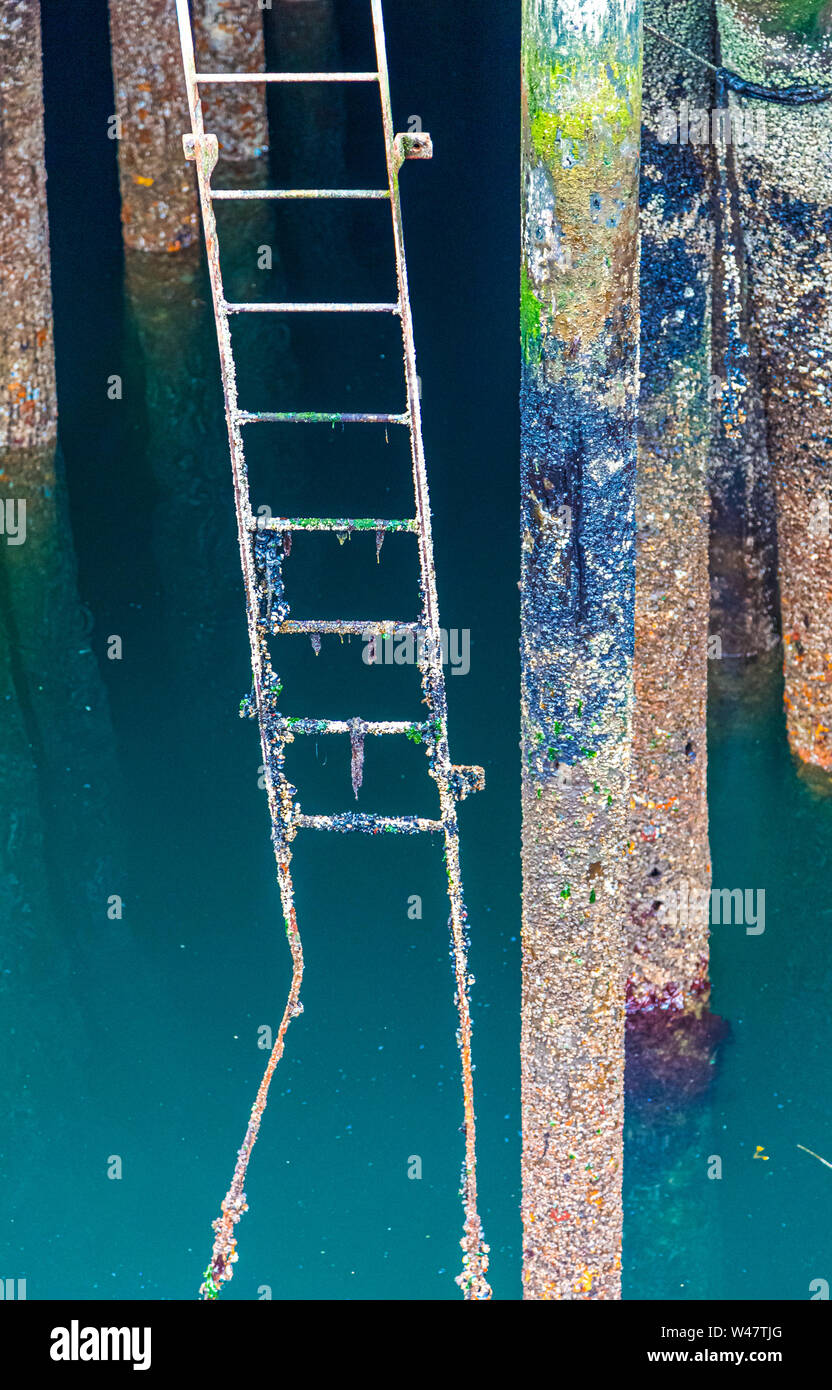 Barnacles and shells on an old rusty ladder under a pier Stock Photo ...