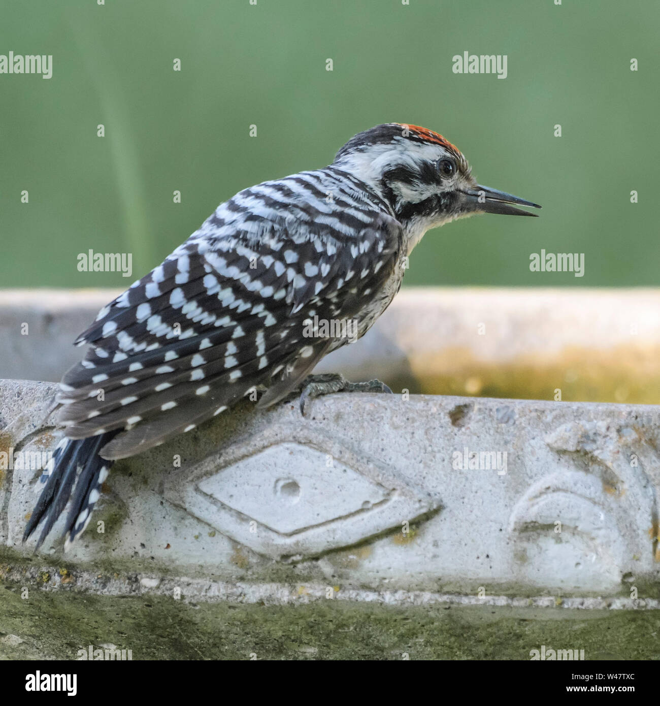 Ladder-backed woodpecker Picoides scalaris pausing for drink of water from a backyard birdbath Stock Photo