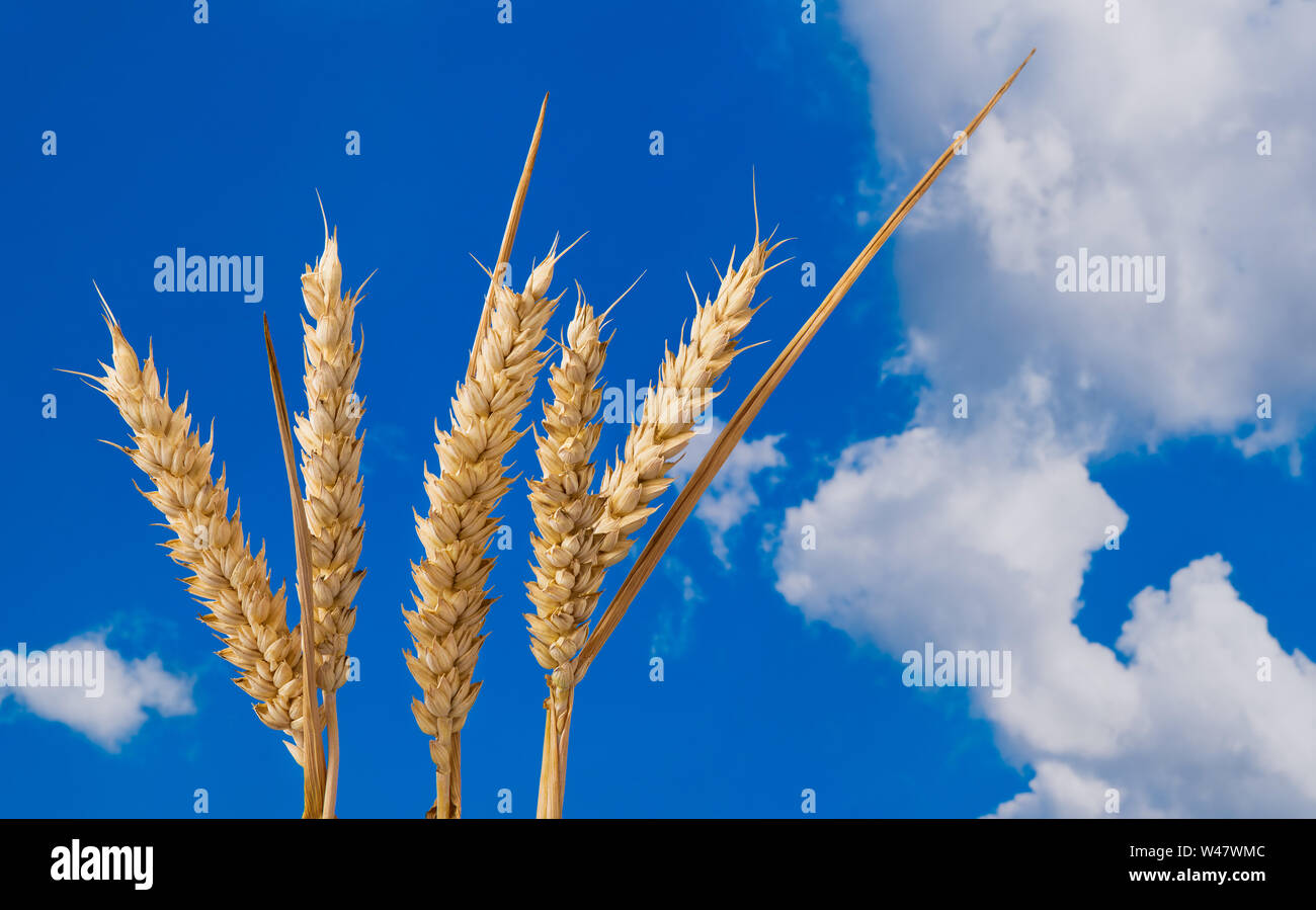 Common wheat ears. Dry grain detail on blue sky background. Triticum aestivum. Natural golden cereal spikes, ripe seeds, straw leaves. Summer harvest. Stock Photo