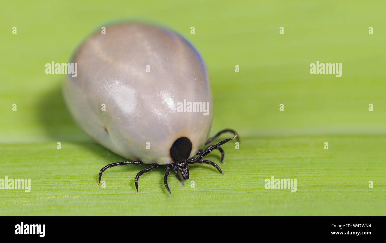 Engorged female deer tick. Ixodes ricinus. Dangerous mite on green leaf background. Acari. Bloated parasite and gray body full of blood on grass blade. Stock Photo