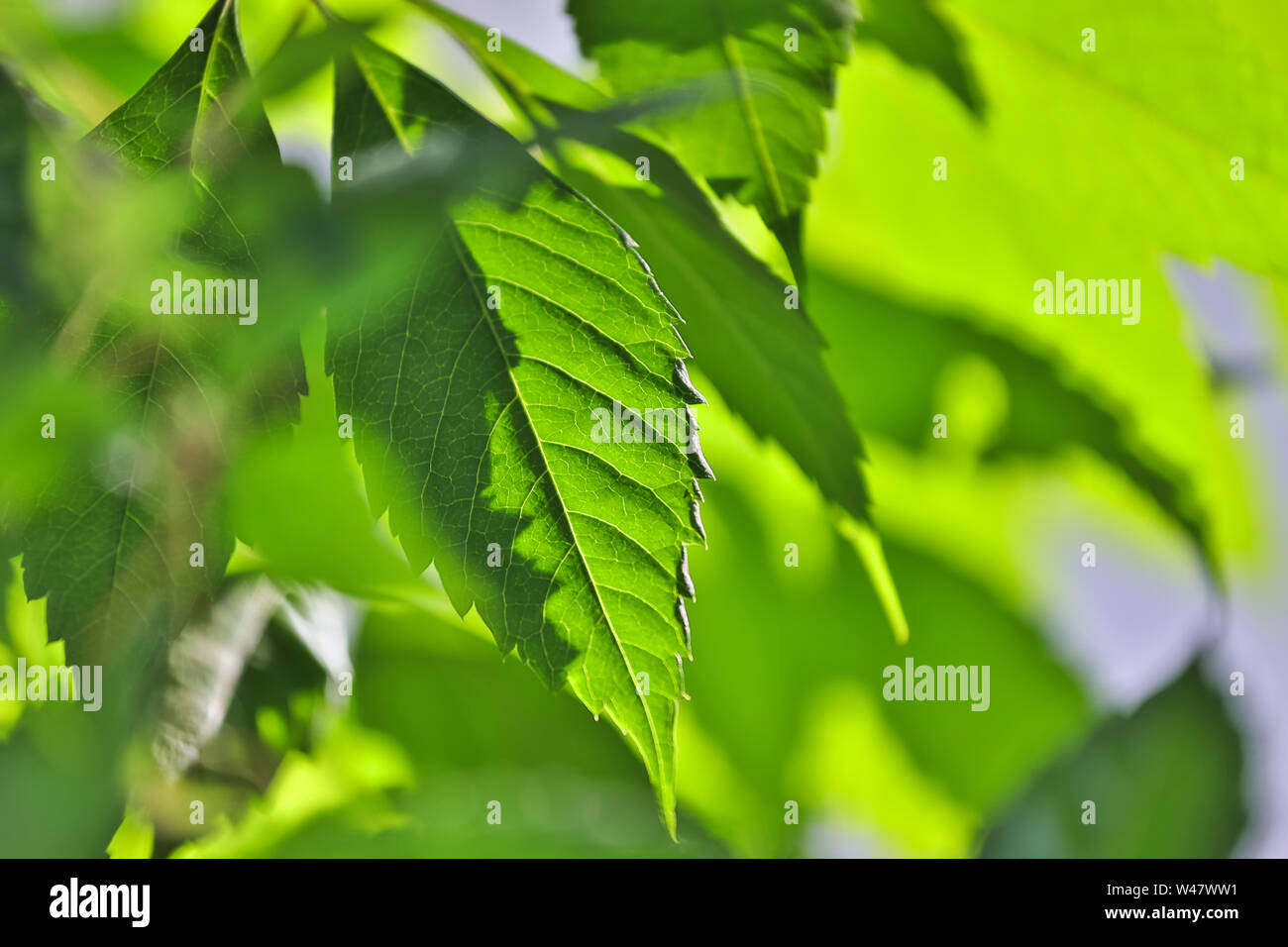 Sunny green leaves hi-res stock photography and images - Alamy
