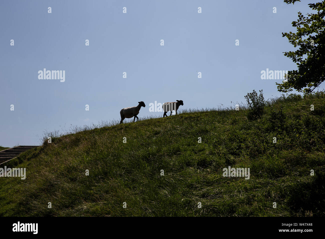 Two sheep Ovis aries on the brow of a grassy hill silhoutted against a bright sky Stock Photo