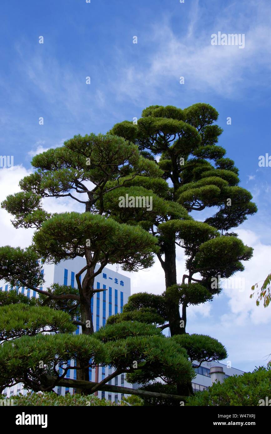 Very tall trees in Japan, Asia - green leaves against blue sky with light white clouds. Blue and white skyscraper in background. Stock Photo