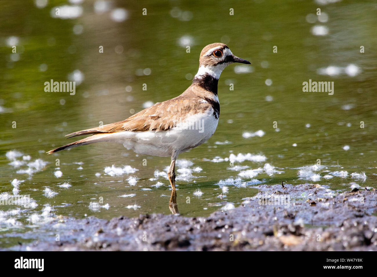 Fauna Birds Shorebirds Plover Killdeer Charadrius Vociferus Green Pond Background Stock Photo